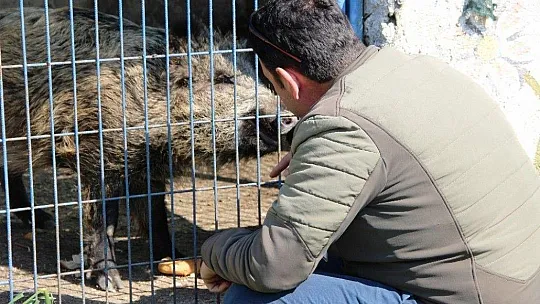 Domuz Ceyar'la belediye şoförünün dostluğu görenleri şaşırttı
