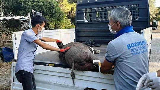 Domuza tuzak kurup ölüme terk ettiler
