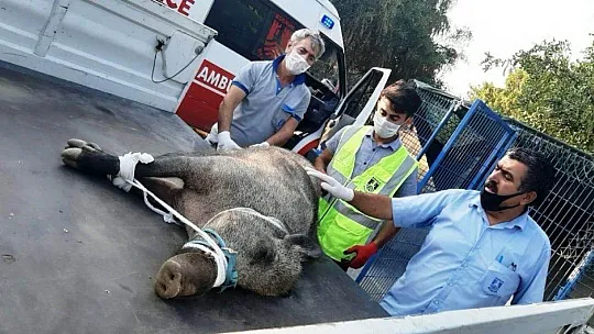 Domuza tuzak kurup ölüme terk ettiler