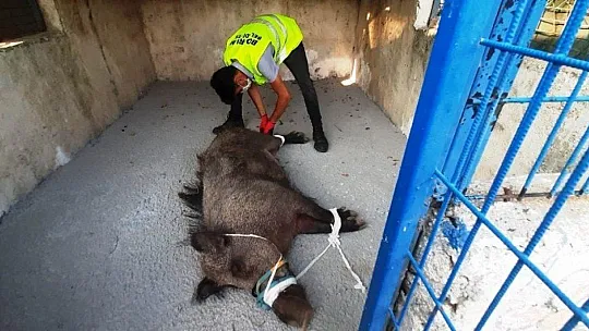 Domuza tuzak kurup ölüme terk ettiler