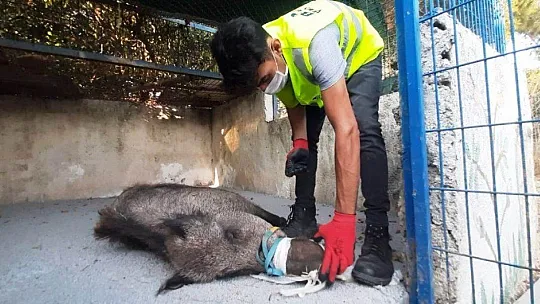 Domuza tuzak kurup ölüme terk ettiler