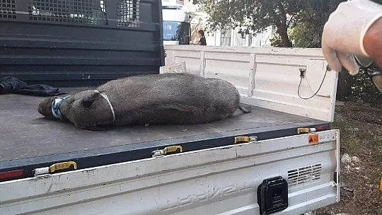 Domuza tuzak kurup ölüme terk ettiler
