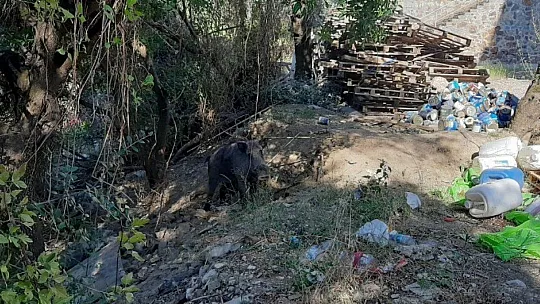 Domuza tuzak kurup ölüme terk ettiler