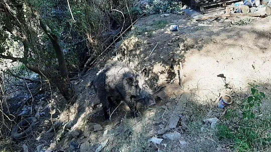 Domuza tuzak kurup ölüme terk ettiler