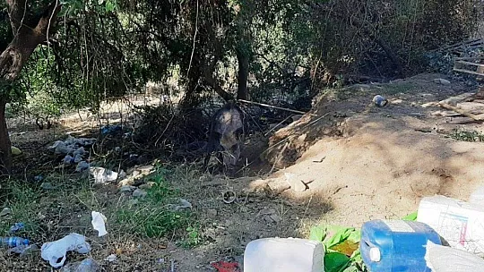 Domuza tuzak kurup ölüme terk ettiler