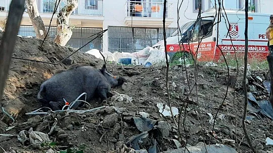 Domuza tuzak kurup ölüme terk ettiler
