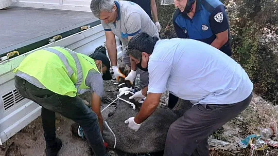 Domuza tuzak kurup ölüme terk ettiler