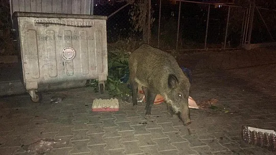 Domuzlar Marmaris'i mesken tuttu