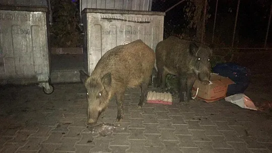 Domuzlar Marmaris'i mesken tuttu
