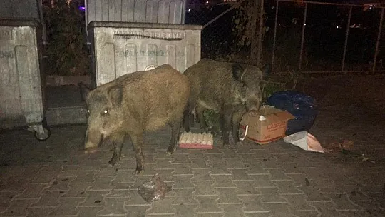 Domuzlar Marmaris'i mesken tuttu