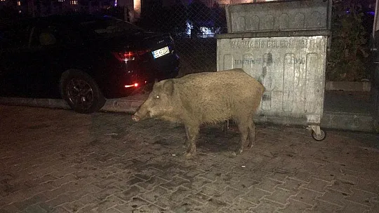 Domuzlar Marmaris'i mesken tuttu