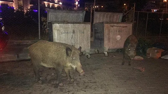 Domuzlar Marmaris'i mesken tuttu