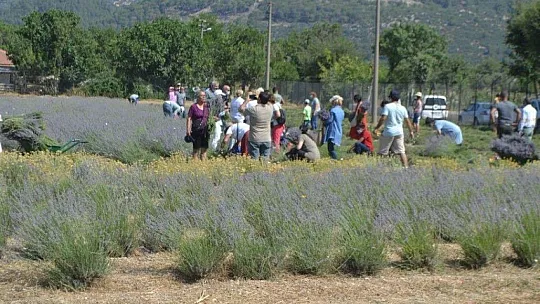 Fethiye'nin Koku Vadisi'nde İlk Hasat