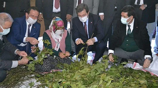 Fethiye'de Aromatik Bitkiler Bayramı