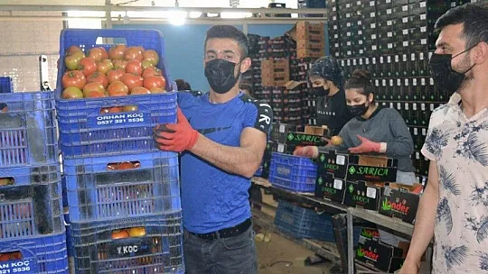 Fethiye bölgesinden günlük 2 bin ton domates gidiyor