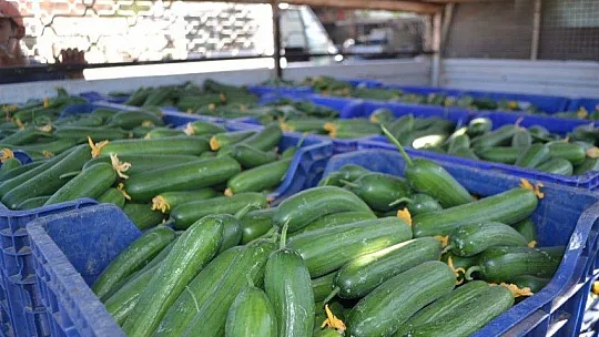 Çiftçiler isyanda Salatalık başka şehirde 2.50, Fethiye'de 80 kuruş