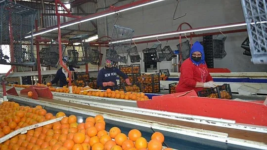 Fethiye bölgesinden günlük 2 bin ton domates gidiyor