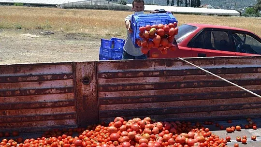 Domates salçaya gitmeye başladı