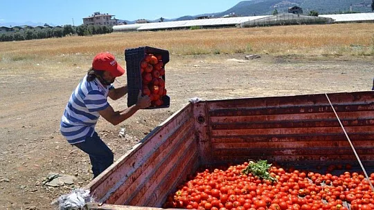 Domates salçaya gitmeye başladı