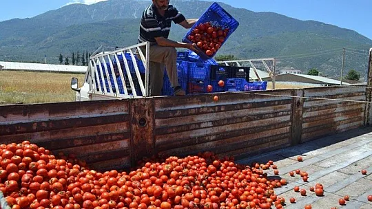 Domates salçaya gitmeye başladı