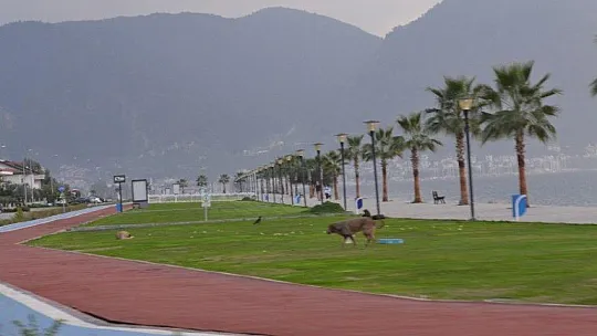 56 saatlik kısıtlamada Fethiye evde kaldı