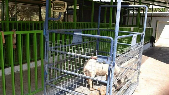 Kurbanlık Satışlarında Yoğunluk Başladı
