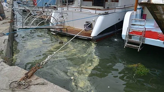 Fethiye körfezindeki sarılık polenlerden, çöpler insanlardan kaynaklanıyor!
