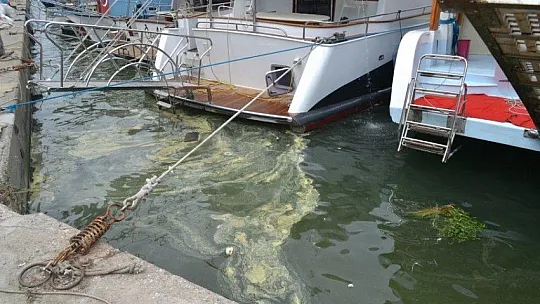Fethiye körfezindeki sarılık polenlerden, çöpler insanlardan kaynaklanıyor!