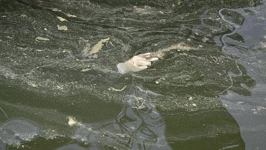 Fethiye körfezindeki sarılık polenlerden, çöpler insanlardan kaynaklanıyor!