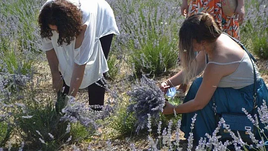 Fethiye'nin Koku Vadisi'nde İlk Hasat