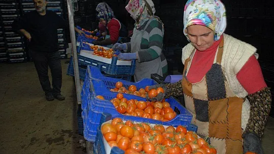 Fethiye üreticisi yeni kotayı bekliyor