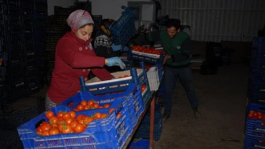Fethiye üreticisi yeni kotayı bekliyor