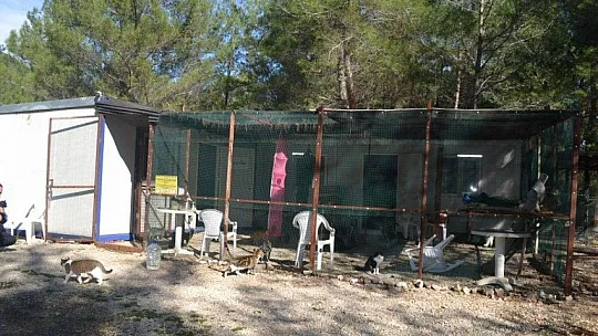 Üzümlü'de sokak hayvanlarına sahip çıktılar
