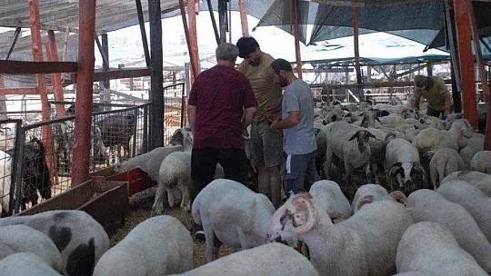 Pandemi Tedbirleri Altında Kurbanlık Satışları Başladı