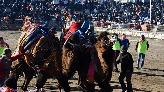 Yatağan'da develer güreşti