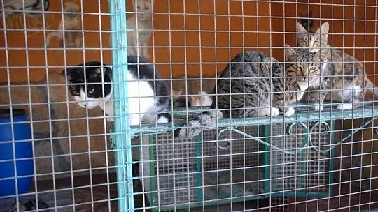 Fethiye Geçici Hayvan Bakım Merkezi'nin çehresi değişiyor