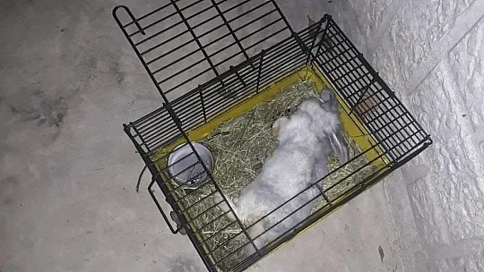 Dumandan etkilenen tavşana kalp masajı yaptılar