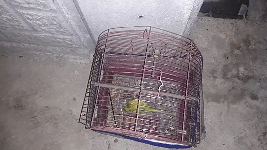 Dumandan etkilenen tavşana kalp masajı yaptılar