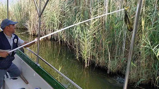 DÜNYACA ÜNLÜ DALYAN KANALINDA TEMİZLİK