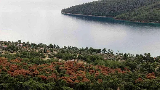 Dünyaca ünlü körfezin çamları kuruyor