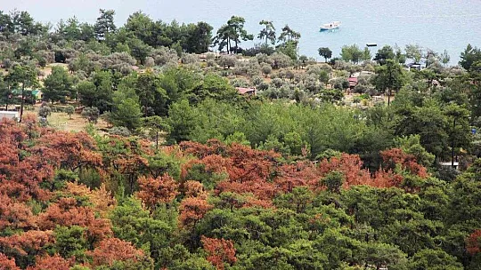 Dünyaca ünlü körfezin çamları kuruyor