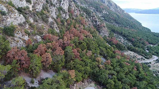 Dünyaca ünlü körfezin çamları kuruyor