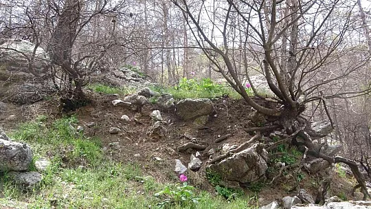 Dünyanın en pahalı çiçeği