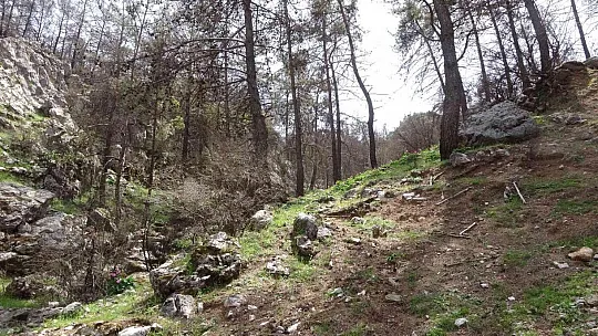 Dünyanın en pahalı çiçeği