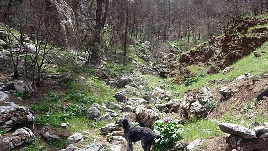 Dünyanın en pahalı çiçeği