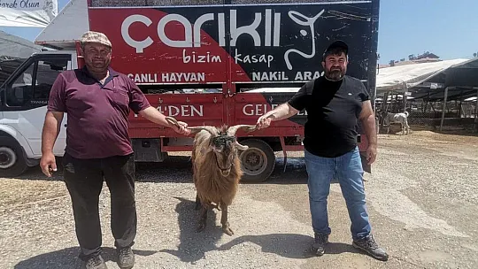 Hayvan pazarında kurbanlık satışları devam ediyor