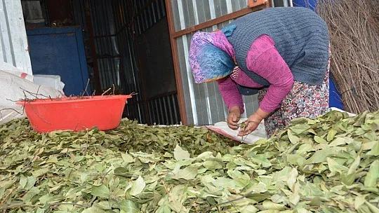 Defne Yaprağı Seydikemer'in Ekonomisini Canlandırıyor