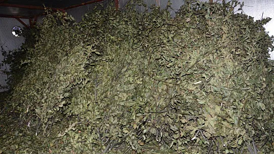 Defne Yaprağı Seydikemer'in Ekonomisini Canlandırıyor