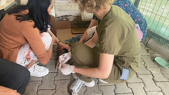 Belediye, Sokak Hayvanları İçin Çalışmaya Devam Ediyor