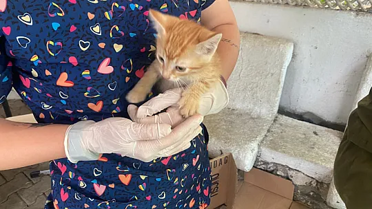 Belediye, Sokak Hayvanları İçin Çalışmaya Devam Ediyor